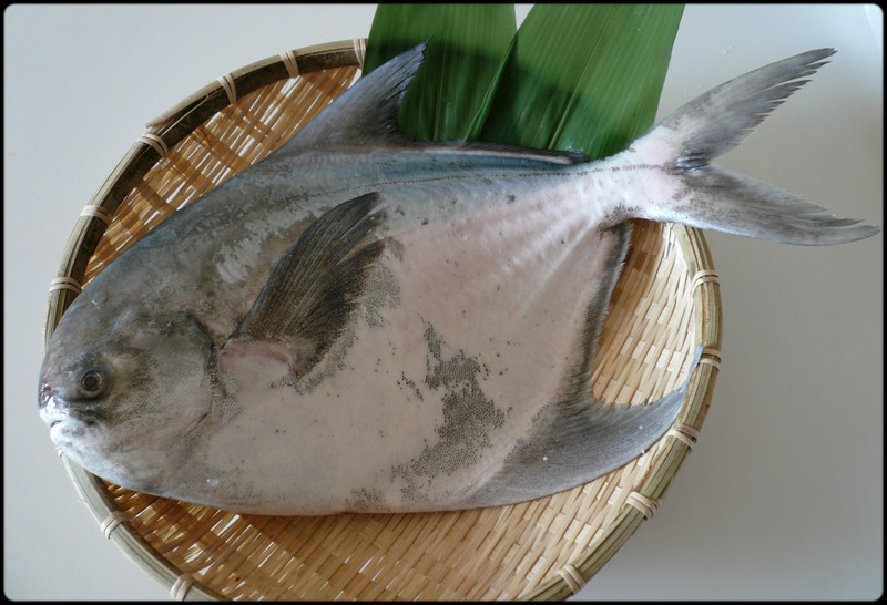 マナガツオとはどんな魚?おすすめレシピと美味しい旬や値段も紹介 | お食事ウェブマガジン「グルメノート」