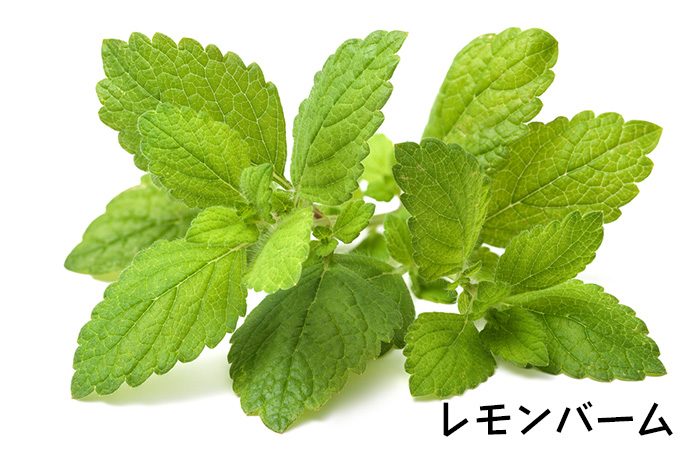 ハーブの種類を一覧で紹介!料理に使える食用ハーブを画像で解説! | お食事ウェブマガジン「グルメノート」