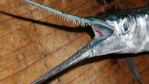 ダツという魚の食べ方と料理を紹介!骨が刺さるのを防ぐには? | お食事ウェブマガジン「グルメノート」