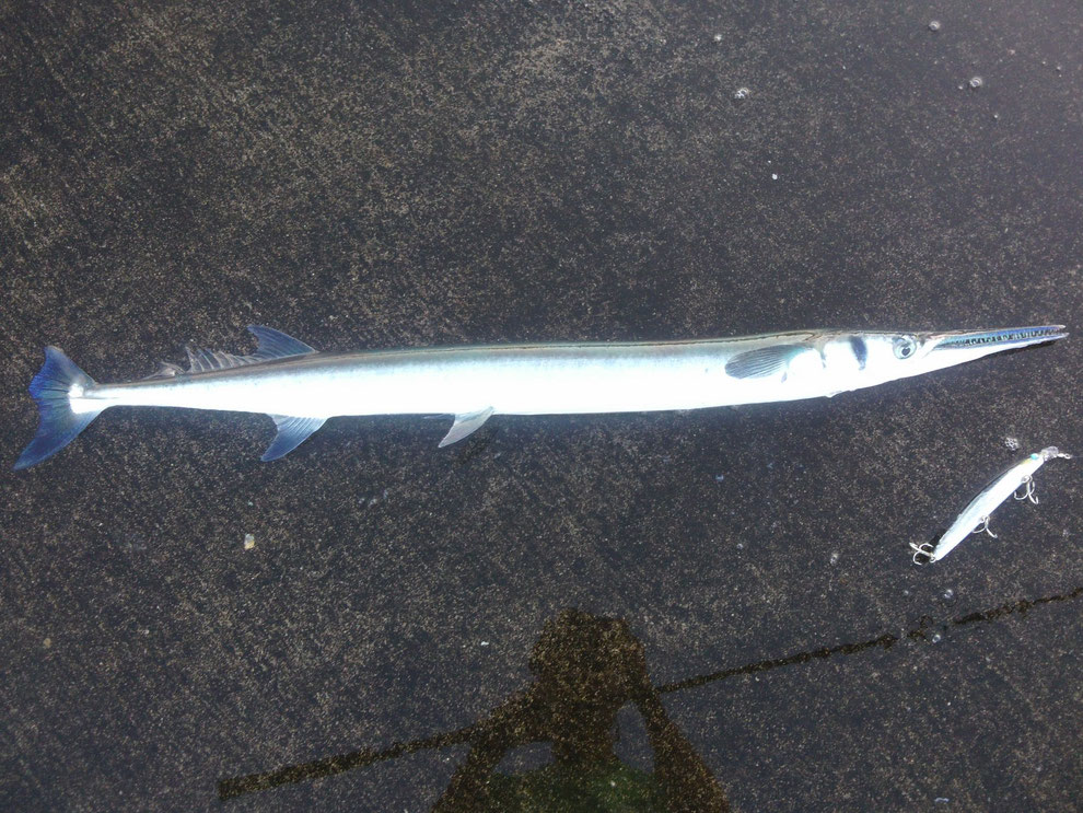 ダツという魚の食べ方と料理を紹介!骨が刺さるのを防ぐには? | お食事ウェブマガジン「グルメノート」