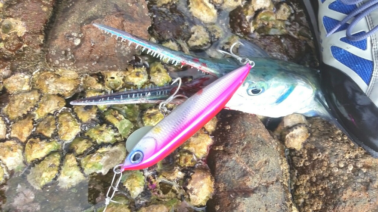 ダツという魚の食べ方と料理を紹介!骨が刺さるのを防ぐには? | お食事ウェブマガジン「グルメノート」