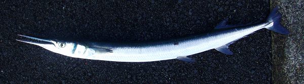 ダツという魚の食べ方と料理を紹介!骨が刺さるのを防ぐには? | お食事ウェブマガジン「グルメノート」