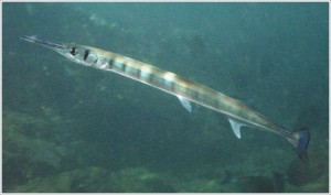 ダツという魚の食べ方と料理を紹介!骨が刺さるのを防ぐには? | お食事ウェブマガジン「グルメノート」