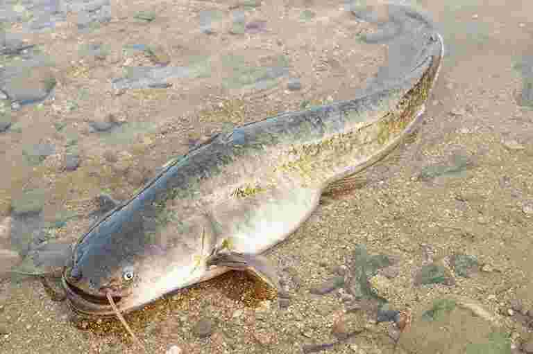 ナマズを使った料理の味は 蒲焼きなどの料理法も詳しく解説 お食事ウェブマガジン グルメノート