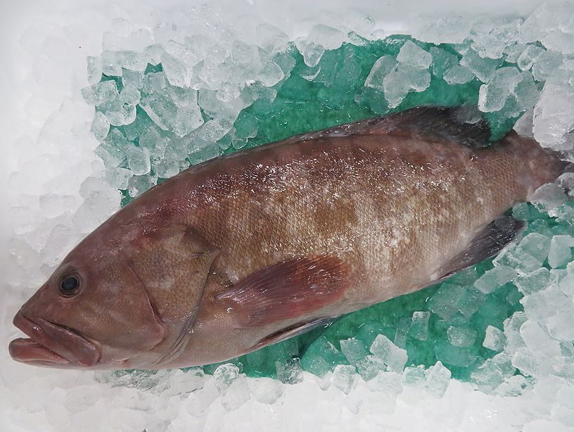 マハタとはどんな魚?値段や美味しい食べ方とクエとの違いについて! | お食事ウェブマガジン「グルメノート」