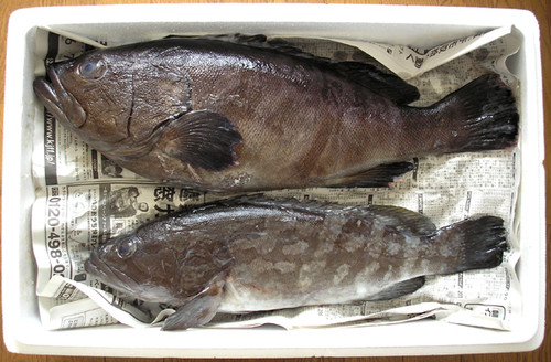 マハタとはどんな魚?値段や美味しい食べ方とクエとの違いについて! | お食事ウェブマガジン「グルメノート」
