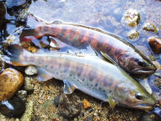 ヤマメの特徴と旬は?味と食べ方やアマゴ・サクラマスとの違いも解説! | お食事ウェブマガジン「グルメノート」