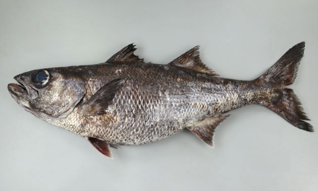 ムツという魚は美味しい?値段や種類・おすすめ料理を詳しく解説 | お食事ウェブマガジン「グルメノート」