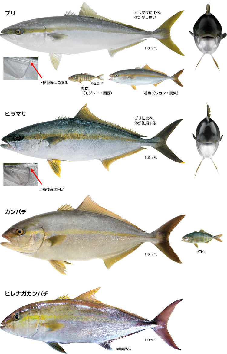 カンパチは出世魚!ブリやヒラマサとの味の違い・見分け方を紹介! | お食事ウェブマガジン「グルメノート」