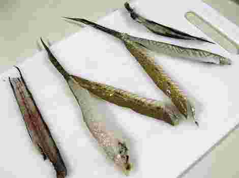 キス料理のおすすめは 簡単で美味しいレシピとさばき方を紹介 お食事ウェブマガジン グルメノート