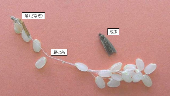 米びつに「虫」がわいても食べられる?対処法は?予防対策も解説! | お食事ウェブマガジン「グルメノート」