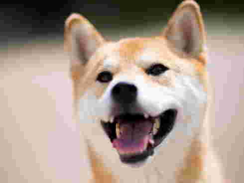 口を開けた柴犬