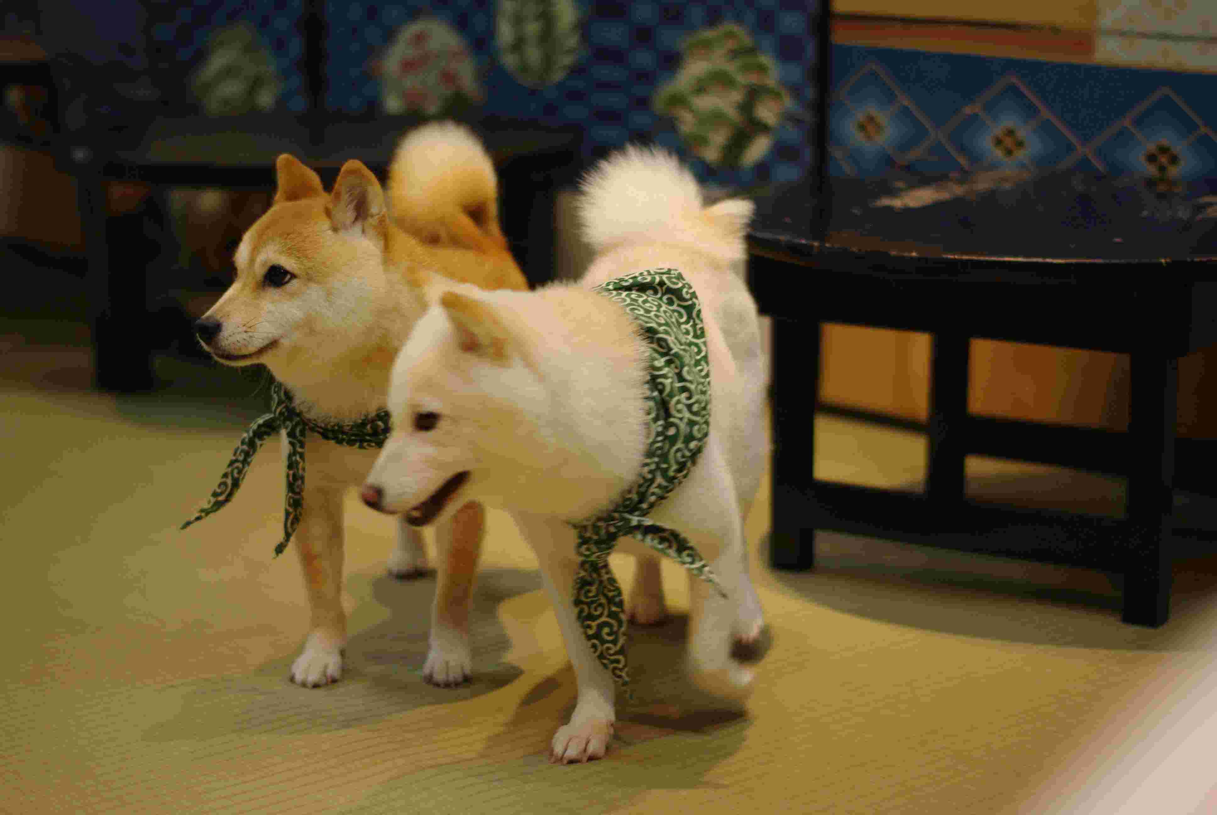 白い豆柴と茶色の豆柴