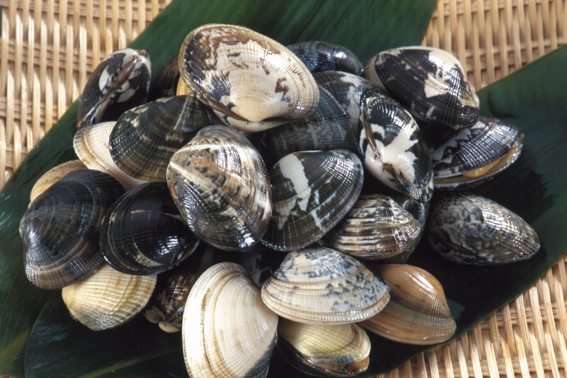 あさりの栄養と効果効能は?栄養成分や上手な食べ方なども! | お食事ウェブマガジン「グルメノート」