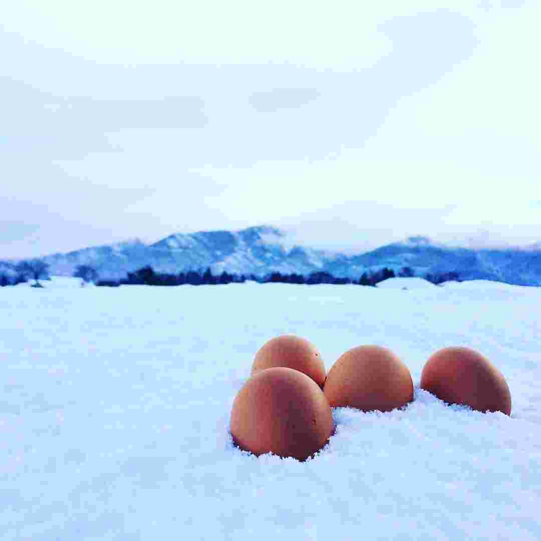 雪の中に存在している卵