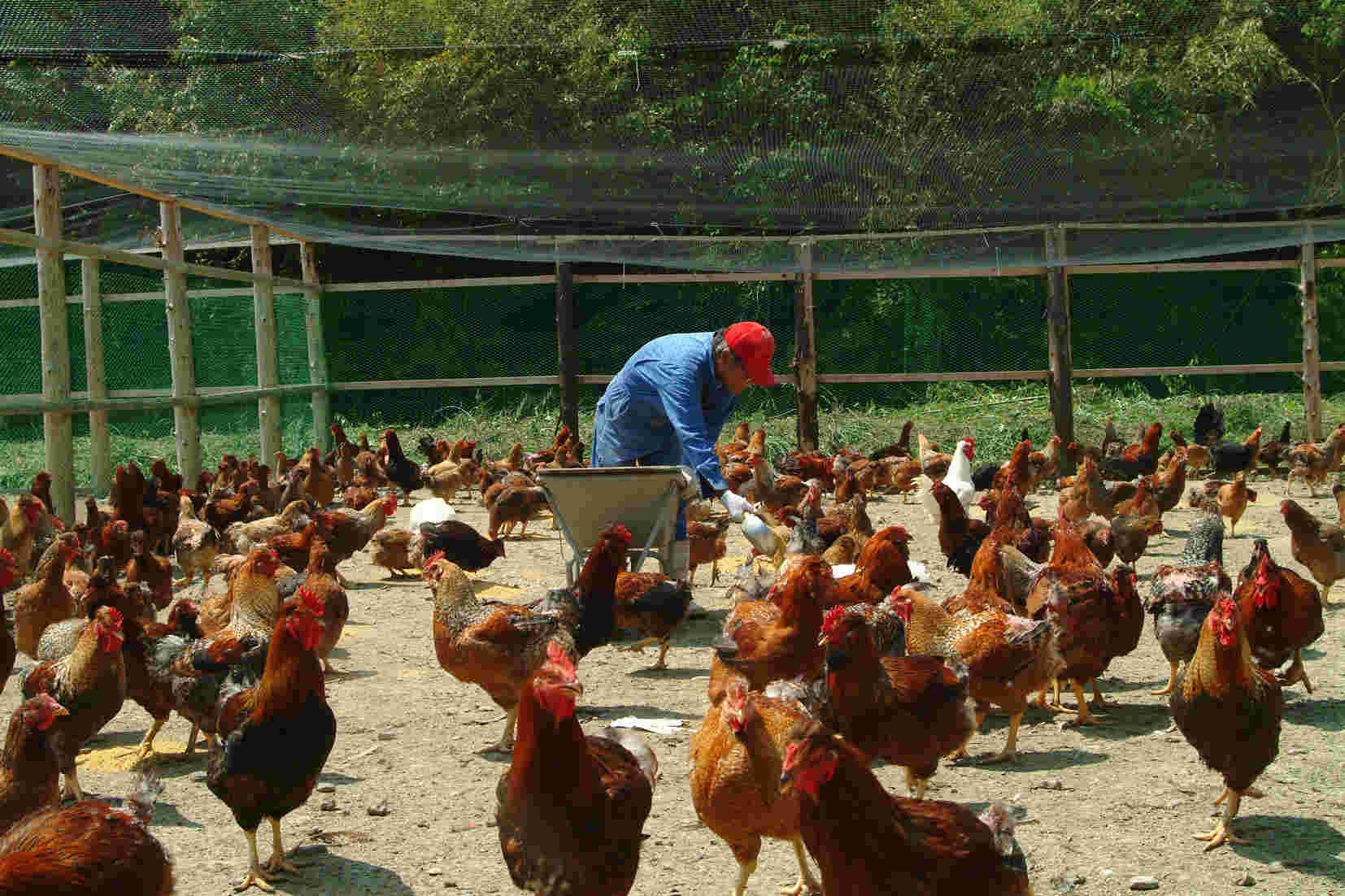 平飼いの養鶏場