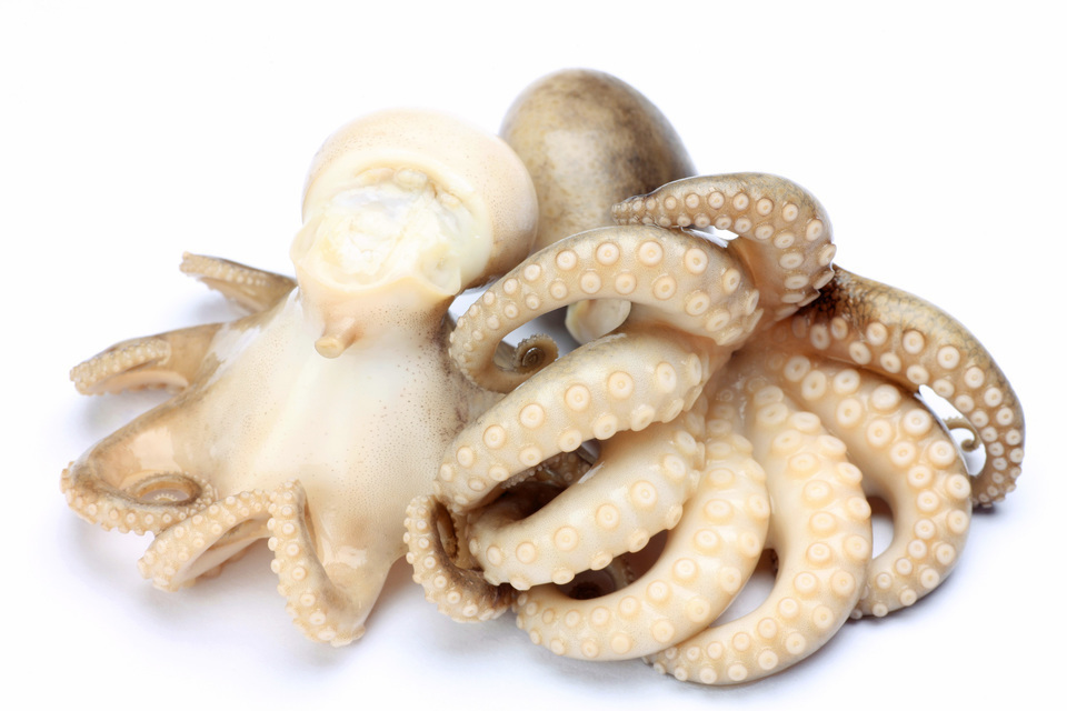 タコの種類と特徴を解説!マダコ・イイダコ・ミズダコの旬・食べ方も紹介! | お食事ウェブマガジン「グルメノート」