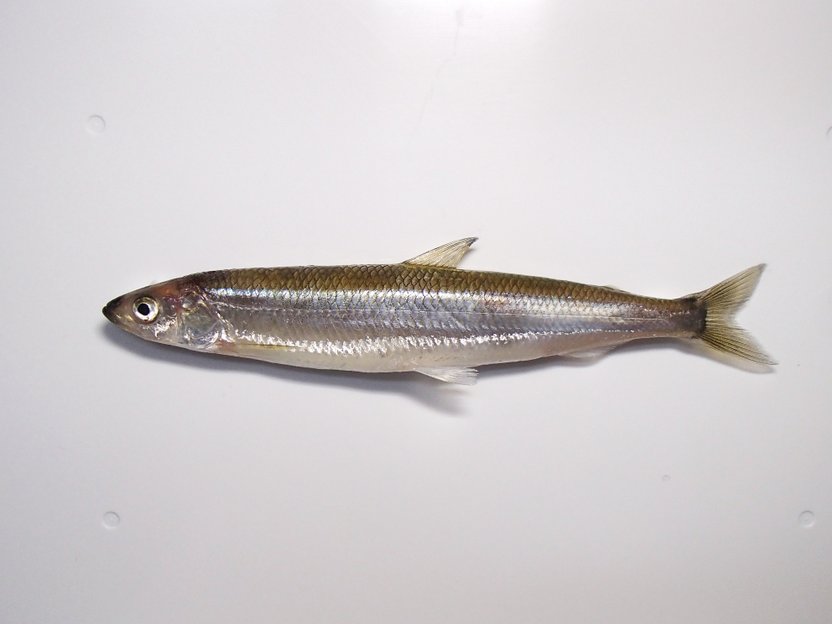 チカとはどんな魚?美味しい食べ方・特徴や旬の時期など紹介! | お食事ウェブマガジン「グルメノート」