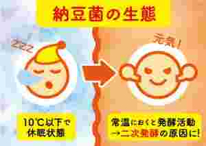 納豆菌の生態