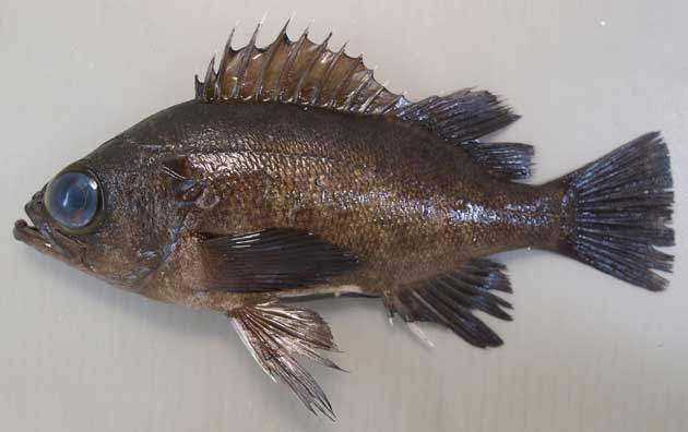 メバルの見分け方と種類の違いまとめ!【黒メバル・赤メバル・白メバル】 | お食事ウェブマガジン「グルメノート」