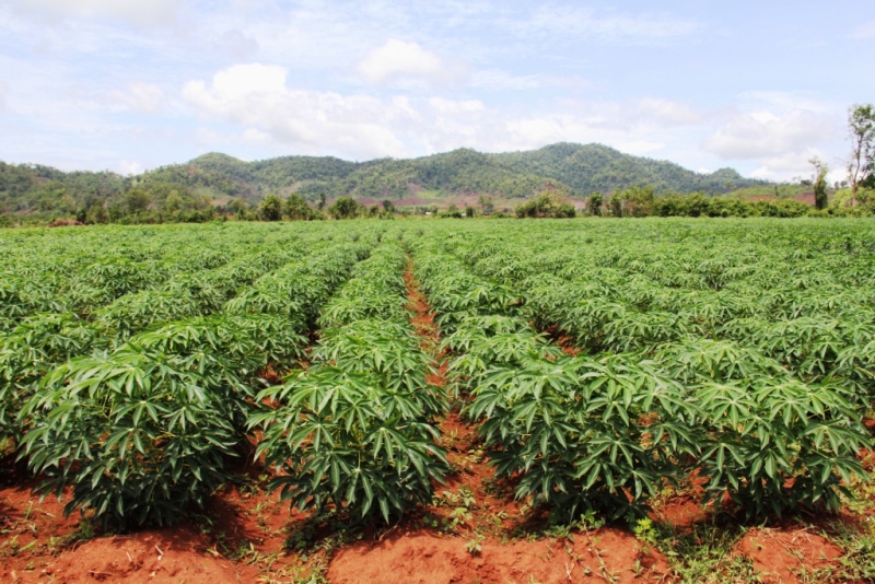 キャッサバは毒があって危険？タロイモとの違いやタピオカの原料について お食事ウェブマガジン「グルメノート」