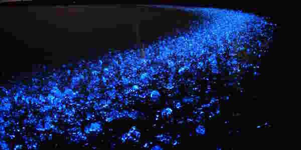 ホタルイカの栄養がスゴイ 脂肪肝 肝臓や美肌への効果効能を解説 お食事ウェブマガジン グルメノート