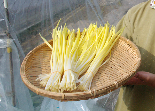 黄ニラは岡山の高級野菜!緑でない理由や特徴的な風味とは? | お食事ウェブマガジン「グルメノート」
