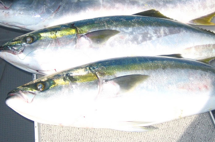 わらさは出世して「ぶり」に名前が変わる?旬や食べ方/レシピなど | お食事ウェブマガジン「グルメノート」