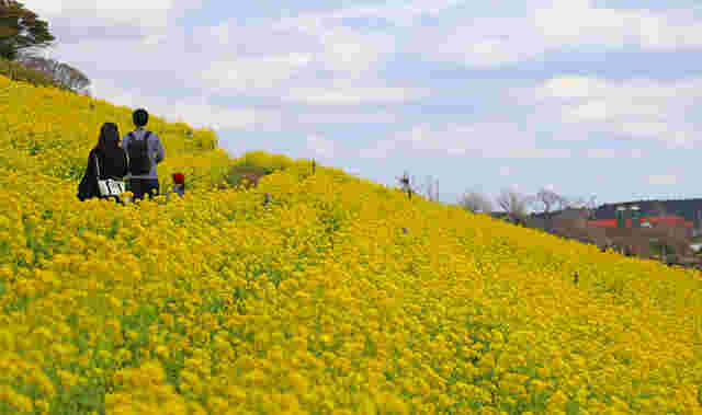 マザー牧場の菜の花畑