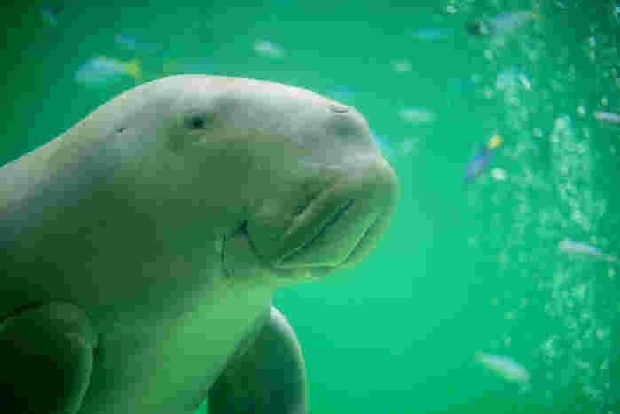 鳥羽水族館のマナティ