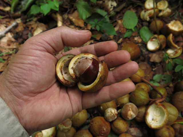 栃の実の食べ方とあく抜き方法！とちの実は下処理が難しい！ | お食事ウェブマガジン「グルメノート」