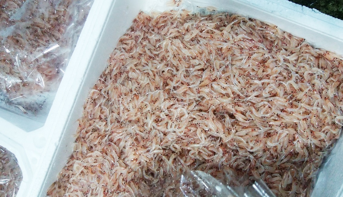 桜えびの旬の時期はいつ?静岡の駿河湾名物「桜えび」がおすすめの店は? | お食事ウェブマガジン「グルメノート」