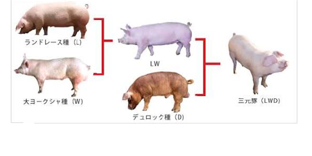 三元豚の意味！三元豚以外に豚肉の銘柄・品種は何がある？ | お食事ウェブマガジン「グルメノート」