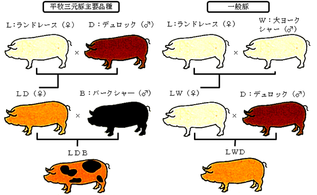 三元豚の意味！三元豚以外に豚肉の銘柄・品種は何がある？ | お食事ウェブマガジン「グルメノート」