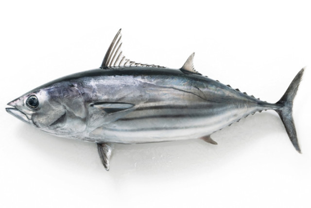 初鰹と戻り鰹の違いは何？旬の時期と美味しい食べ方レシピ | お食事ウェブマガジン「グルメノート」