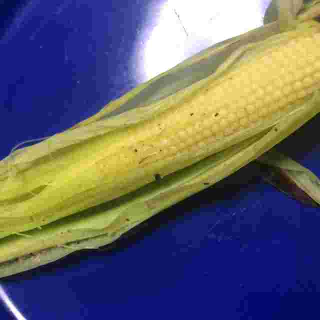 ヤングコーンの美味しい食べ方まとめ 茹で方や茹で時間は 生でも食べられる お食事ウェブマガジン グルメノート ヤングコーンの美味しい食べ方まとめ 茹で方や茹で時間は 生でも食べられる お食事ウェブマガジン グルメノート