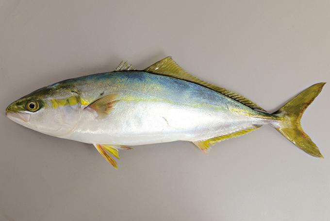 イナダが美味しく食べられるレシピ！捌き方も併せて解説！ | お食事ウェブマガジン「グルメノート」