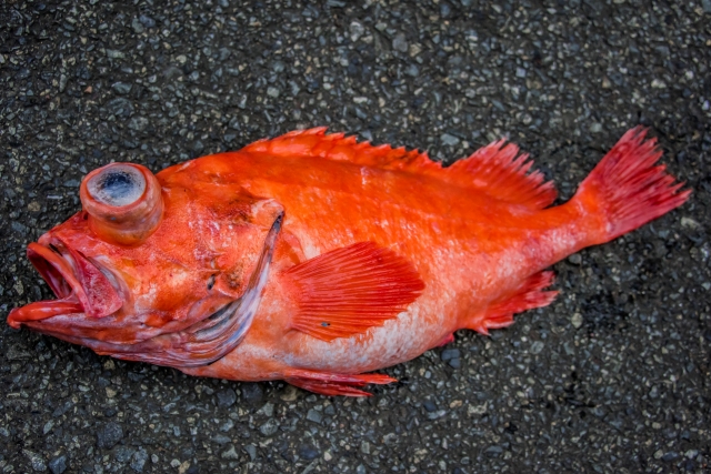 メヌケの特徴と生態を調査！釣り方や捌き方・おすすめの食べ方も紹介 | お食事ウェブマガジン「グルメノート」