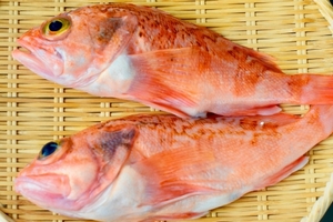のどぐろの旬はいつ おすすめの食べ方など美味しい高級魚を徹底解剖 お食事ウェブマガジン グルメノート