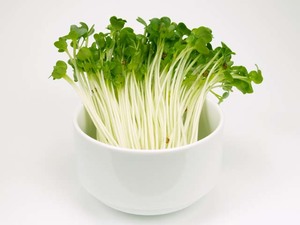 かいわれ大根の育て方のコツ 栽培で気を付けるポイントとは お食事ウェブマガジン グルメノート かいわれ大根の育て方のコツ 栽培で気を付けるポイントとは お食事ウェブマガジン グルメノート