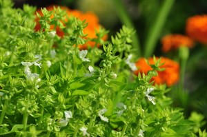 バジルの保存と賞味期限は 冷凍や乾燥 天日干しの仕方も紹介 お食事ウェブマガジン グルメノート