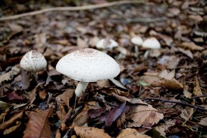 マッシュルームの冷凍保存の方法は 保存期間と解凍方法も解説 お食事ウェブマガジン グルメノート