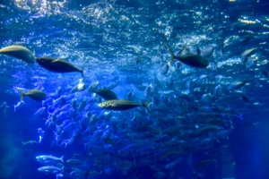 ギンガメアジの特徴と食べ方を調査 おすすめの料理は刺身 お食事ウェブマガジン グルメノート