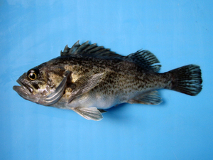 ソイとはどんな魚 味は クロソイなど種類や値段おすすめレシピを紹介 お食事ウェブマガジン グルメノート