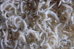 しらすの離乳食はいつからok 栄養満点のレシピや最適な量なども調査 お食事ウェブマガジン グルメノート