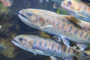ヤマメの特徴と旬は 味と食べ方やアマゴ サクラマスとの違いも解説 お食事ウェブマガジン グルメノート