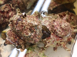 サザエの保存方法 期間と賞味期限 正しい保存は冷蔵と冷凍どっち お食事ウェブマガジン グルメノート