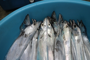 太刀魚の美味しい食べ方は 下処理方法からおすすめ厳選料理レシピまで お食事ウェブマガジン グルメノート 太刀魚の美味しい食べ方は 下処理方法からおすすめ厳選料理レシピまで お食事ウェブマガジン グルメノート