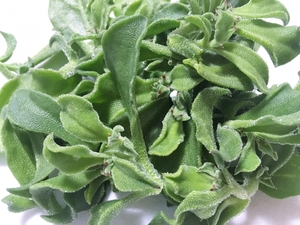 アイスプラントの食べ方の種類とおすすめレシピを解説 茎は食べられる お食事ウェブマガジン グルメノート