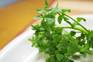 クレソンの食べ方まとめ 生も美味しい 定番サラダからメインのレシピまで紹介 お食事ウェブマガジン グルメノート